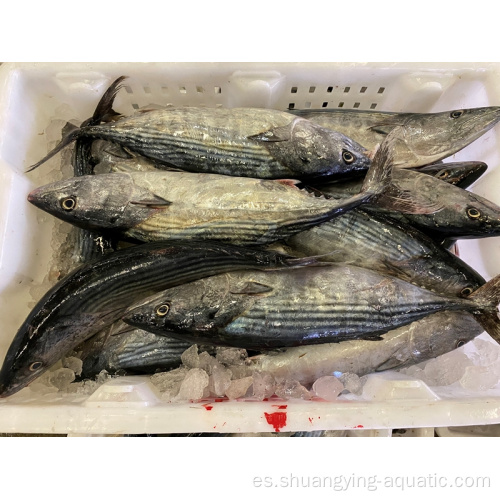 Auxis congelado thazard bonito skipjack tamaño 1 kg arriba